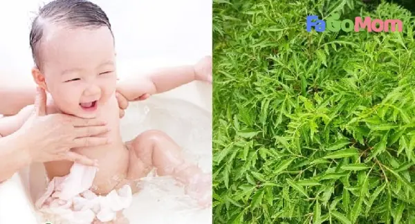Cách tắm lá đinh lăng cho trẻ sơ sinh đúng cách