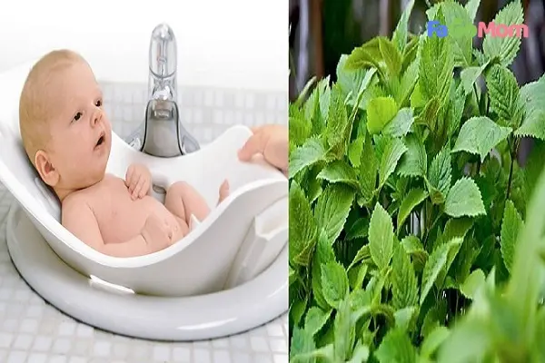 [Mẹo vặt] Cách tắm lá kinh giới cho trẻ sơ sinh tại nhà
