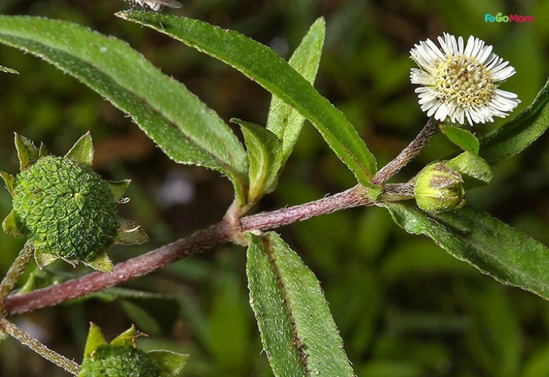 Cây cỏ mực và những công dụng dân gian thường được biết đến