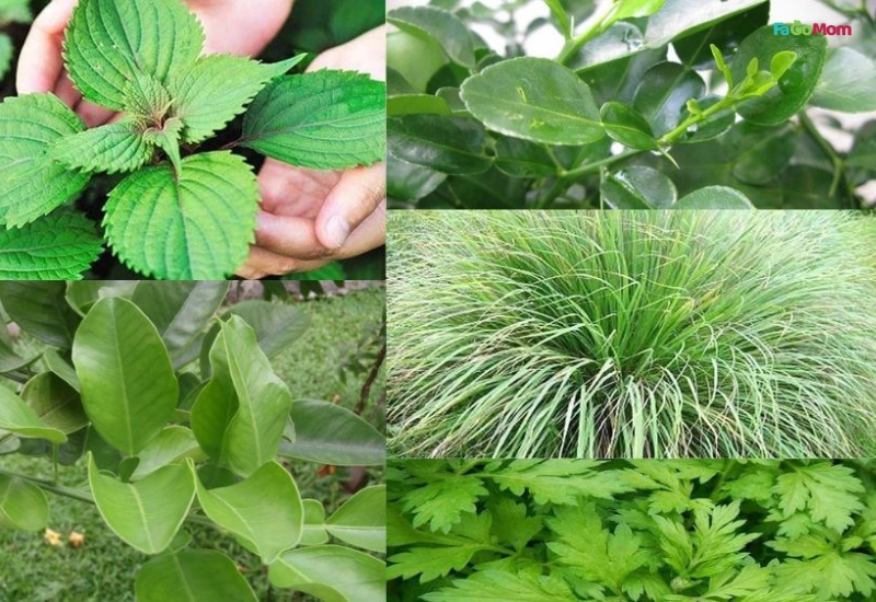 Các loại thảo dược thường dùng và công dụng