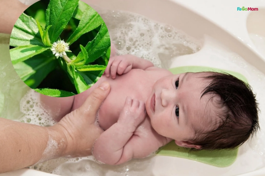 Hướng Dẫn Cách Tắm Cây Cỏ Mực Cho Bé Sơ Sinh Đúng Cách, An Toàn