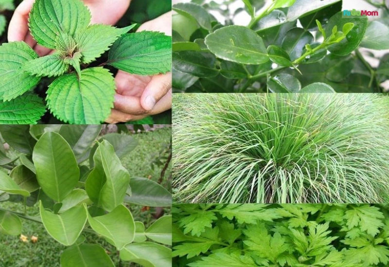 Các loại thảo dược thường dùng và công dụng