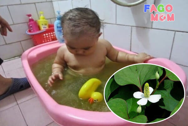 [Bí quyết] tắm cho trẻ sơ sinh bằng rau diếp cá trị rôm sẩy