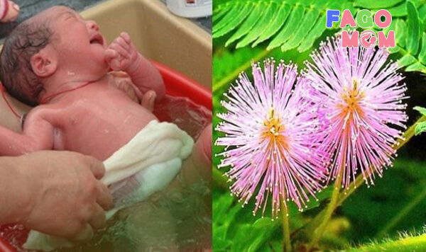 [Mẹo vặt] Tắm cho trẻ sơ sinh bằng cây xấu hổ tại nhà