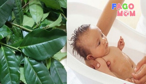 Cách tắm cho trẻ sơ sinh bằng lá trà xanh