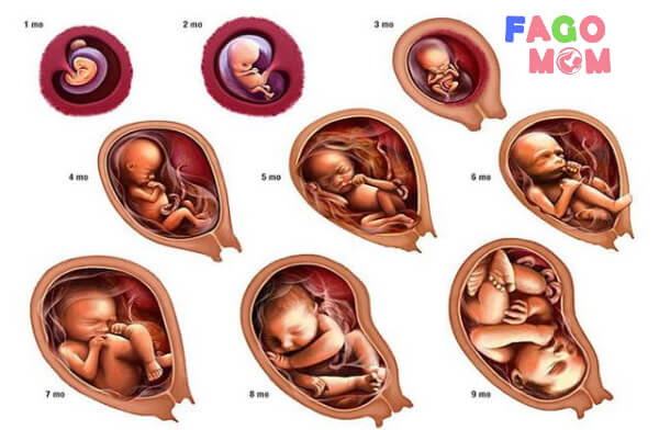 Cách tính tuổi thai nhi IVF an toàn