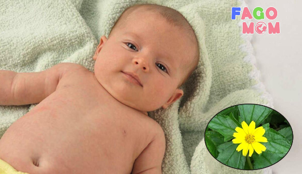 Những lưu ý khi dùng lá sài đất tắm cho trẻ sơ sinh