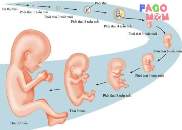 Quá trình hình thành của phôi thai