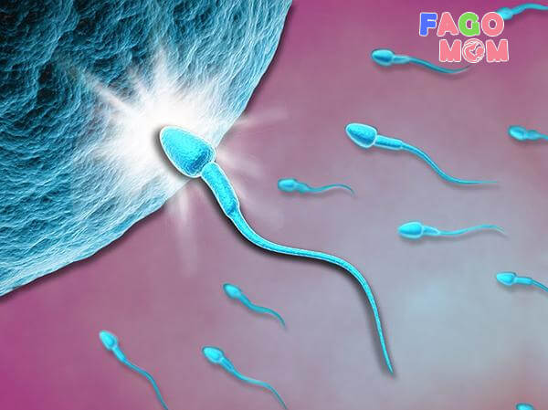 Quá trình trứng gặp tinh trùng thụ thai