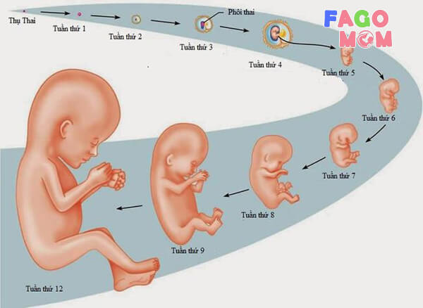 Quá trình phát triển của thai nhi