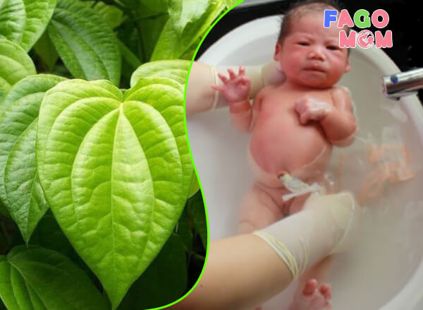 Phương pháp tắm cho trẻ sơ sinh bằng lá trầu không