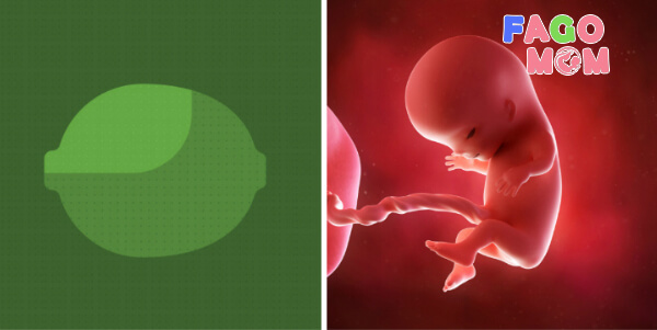 Sự phát triển của thai nhi 12 tuần tuổi