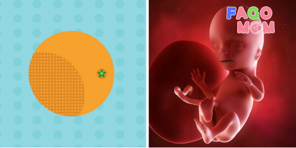 Sự phát triển của thai nhi 16 tuần tuổi