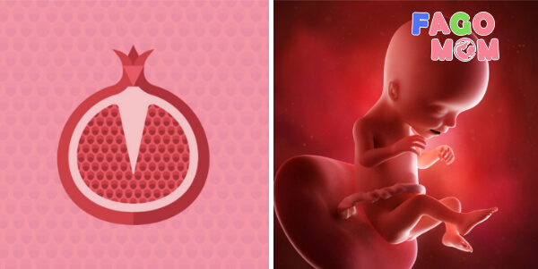 Sự phát triển của thai nhi 18 tuần tuổi