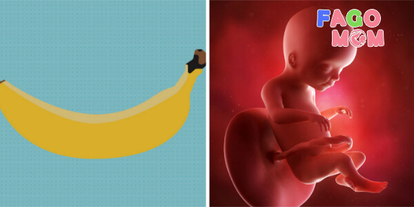 Sự phát triển của thai nhi 21 tuần tuổi