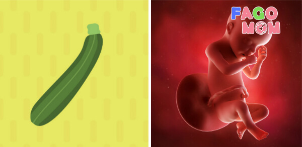 Sự phát triển của thai nhi 31 tuần tuổi