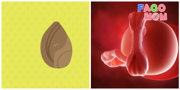 Sự phát triển của thai nhi 6 tuần tuổi