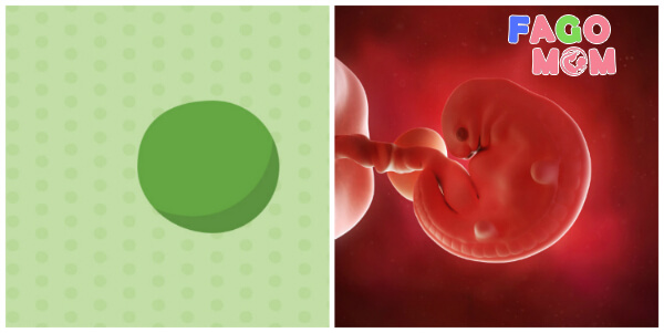 Sự phát triển của thai nhi 7 tuần tuổi