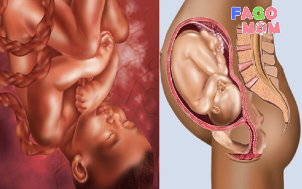 Quá trình phát triển thai nhi 8 tháng tuổi