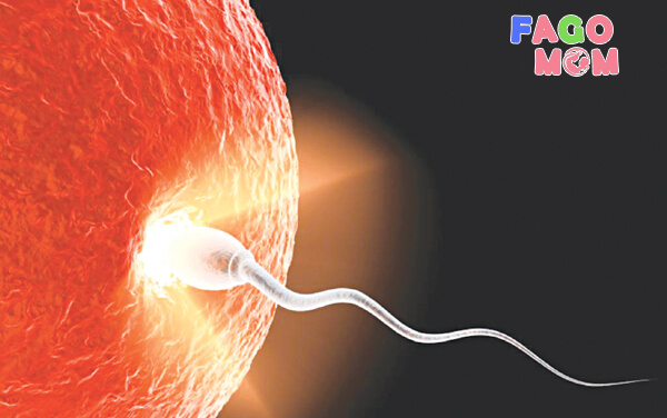 Tinh trùng gặp được trứng và tạo thành phôi thai