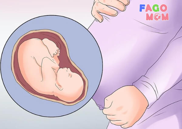 Vị trí của thai nhi trong bụng mẹ