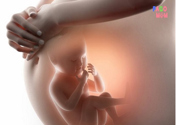 Tràn dịch màng phổi thai nhi: Những điều thai phụ cần biết