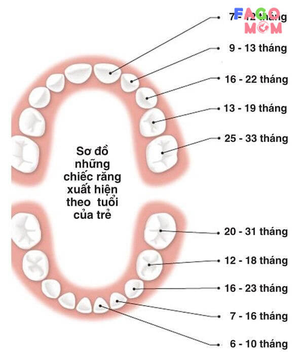     Thứ tự mọc răng ở trẻ em