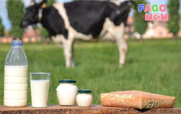  Dị ứng đạm sữa bò nguyên nhân cao là do nguyên nhân di truyền ở trẻ em